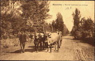 Houiellès. Bouvier conduisant son attelage 