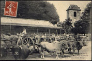 Seyches (Lot-et-Gar.). Apport de la Prune au Marché 