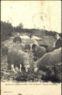 Environs de Villeneuve-sur-Lot. – Pech de Rayssac – Moutons au pâturage 